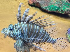 -上海海洋水族馆