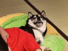 -逗柴咖啡屋·狗咖猫咖宠物桌游