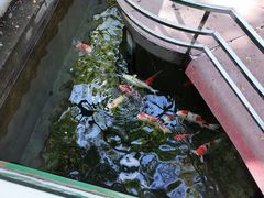 -丽泽山庄·生态怀柔菜·虹鳟鱼(红螺寺店)