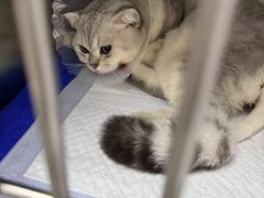-中农国际动物医院24小时·猫科·骨科·急重症中心