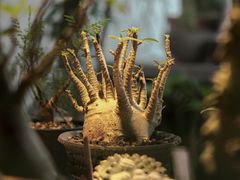 -自由生长植物工作室(深港花卉中心店)
