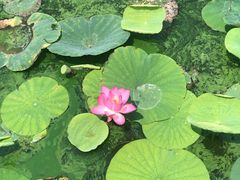 -天津东丽湖风景区