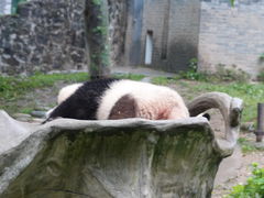 -都江堰中华大熊猫苑