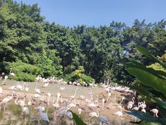 -广州长隆飞鸟乐园