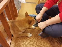 -豆柴町-柴犬主题狗咖(红鼎国际C座店)