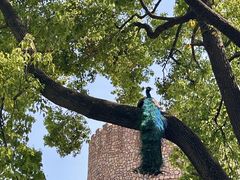 -J Create城市露营咖啡·简餐·宠物(上海动物园店)