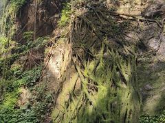 -莫里热带雨林景区