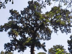 -香山公园