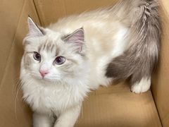 -柴迷FANS CLUB·柴犬狗咖·猫咖