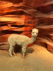 点击看大图 -酷嗒动物文化乐园(cutezoo西溪乐天城店)