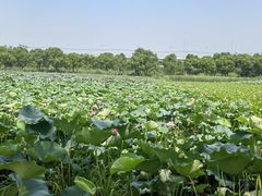 -荷塘月色湿地公园·向阳花洲