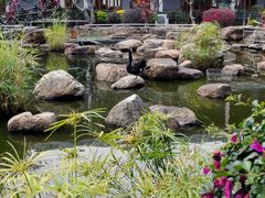 -花果山庄•现烤荔枝柴烧鹅