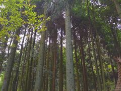 -大围山国家森林公园
