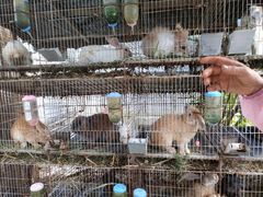 -樂桃源奉贤黄桃种植采摘基地