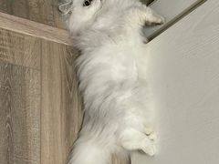 -Pets First伊珊娜洗护·精致美容·家庭式寄养(新会路店)