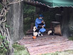 景点-成都大熊猫繁育研究基地