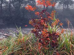 -祁门牯牛降观音堂风景区