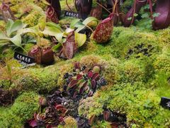 -中国科学院西双版纳热带植物园