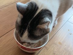 -艾贝尔宠物医院·24H转诊中心·肿瘤猫专科(江宁双龙店)