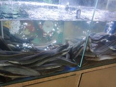 -本炙炭烤·蒲烧活鳗料理店(金沙洲店)