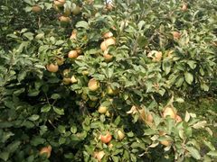 -万源龙顺度假庄园生态观光园