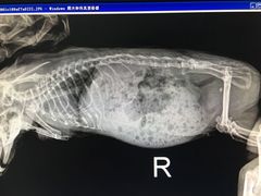 -北京观赏动物医院·24小时大型综合·猫专科·异宠专科