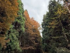 -山王坪喀斯特国家生态公园