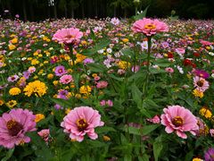 -上海共青森林公园