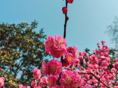 -梅花山(明孝陵内)