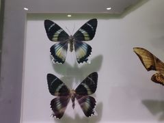 -上海昆虫博物馆