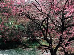 -中国茶叶博物馆(双峰馆区)