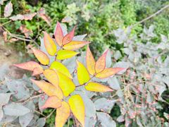 -大岭沟猕猴桃谷风景区