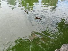 -团结湖公园