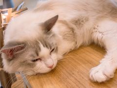 -飞行喵MR PILOT|猫舍·猫咖(静安大融城店)