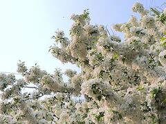 -海棠花溪(元大都城垣遗址公园)