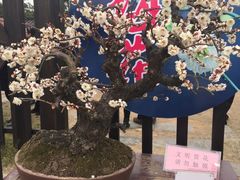 -香雪海