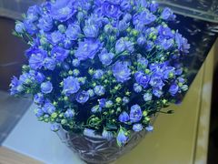 -哈尔滨道外花鸟鱼市场