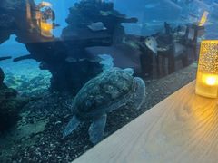 -海棠湾洲际-涛·海底餐厅·美人鱼·自助餐·海底隧道