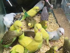 -青石桥花鸟鱼虫市场(叠翠城店)