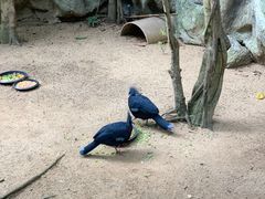 -清迈夜间动物园