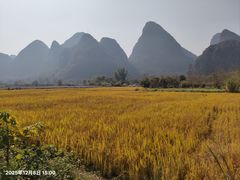 -遇龙河大樟树农家乐