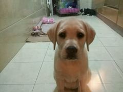 -北京赛佳动物医院