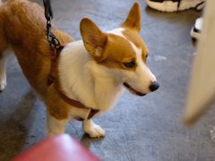 -more than meow吴止猫主题餐厅(承德 中船汇店)