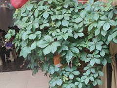-鱼乐岛餐厅·户外花园主题餐厅