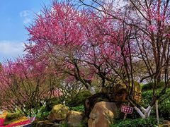 -秀丽东方