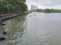 -五缘湾湿地公园