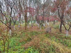 -东平国家森林公园
