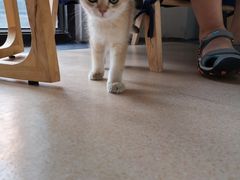 -伟伟宠物医院·瑞派猫友好医院·猫科(光谷店)