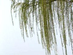 -阳澄湖半岛旅游度假区