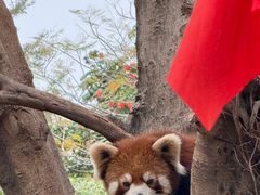 -灵玲国际马戏城